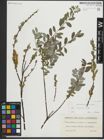 Foto von Salix repens subsp. repens L.